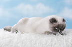 junge Scottish Fold