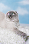 junge Scottish Fold