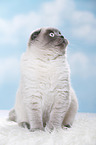 junge Scottish Fold