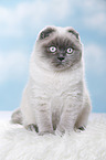 junge Scottish Fold