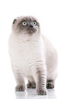 junge Scottish Fold