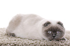 junge Scottish Fold