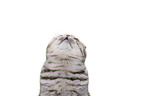 junge Scottish Fold