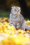 stehende Scottish Fold