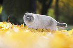 stehende Scottish Fold