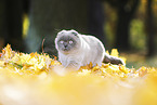 laufende Scottish Fold