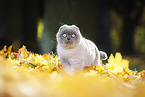 stehende Scottish Fold