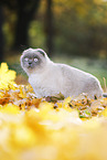 stehende Scottish Fold