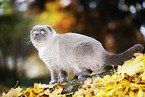 sitzende Scottish Fold