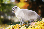 sitzende Scottish Fold