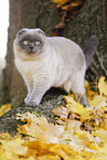 stehende Scottish Fold