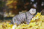 stehende Scottish Fold