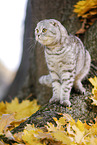 stehende Scottish Fold