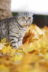 stehende Scottish Fold