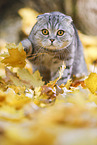 laufende Scottish Fold