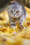 laufende Scottish Fold