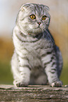 sitzende Scottish Fold