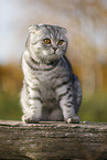 sitzende Scottish Fold