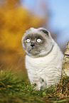 sitzende Scottish Fold