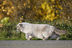laufende Scottish Fold