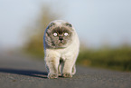 laufende Scottish Fold