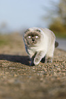 laufende Scottish Fold