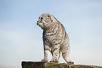 stehende Scottish Fold