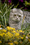 Scottish Fold