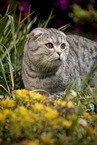 Scottish Fold