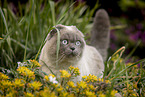 Scottish Fold