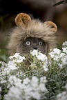 Scottish Fold Portrait