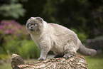 stehende Scottish Fold