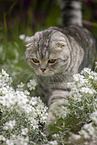 Scottish Fold