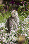 sitzende Scottish Fold