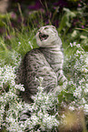 sitzende Scottish Fold