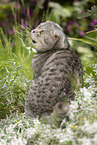 sitzende Scottish Fold