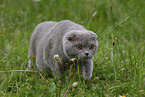 Scottish Fold auf Wiede