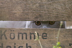 Scottish Fold in Kiste