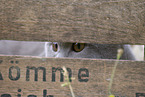 Scottish Fold in Kiste