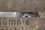 Scottish Fold in Kiste