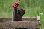 Scottish Fold in Kiste