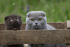 Scottish Fold in Kiste