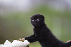 schwarzes Scottish Fold Kätzchen