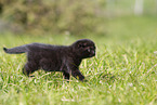 schwarzes Scottish Fold Kätzchen