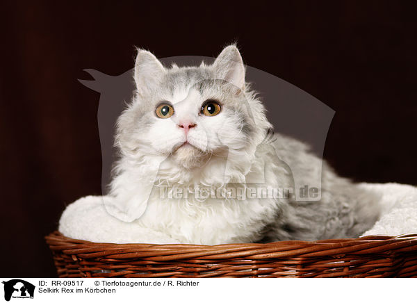 Selkirk Rex im Krbchen / RR-09517