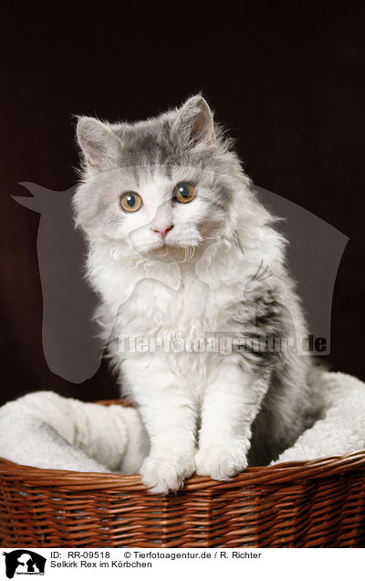 Selkirk Rex im Krbchen / Selkirk Rex in basket / RR-09518