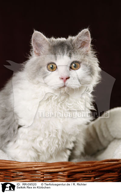 Selkirk Rex im K�rbchen / Selkirk Rex in basket / RR-09520