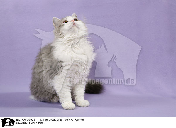 sitzende Selkirk Rex / sitting Selkirk Rex / RR-09523