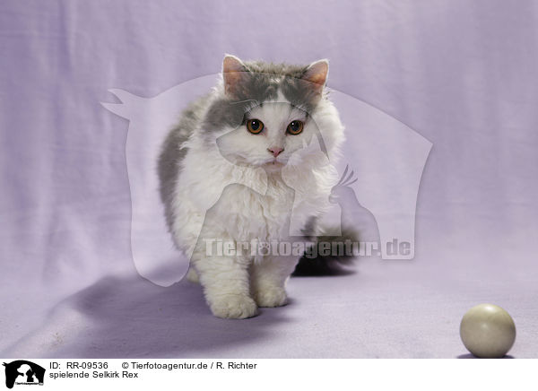 spielende Selkirk Rex / RR-09536