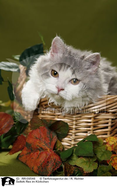 Selkirk Rex im Krbchen / Selkirk Rex in basket / RR-09546